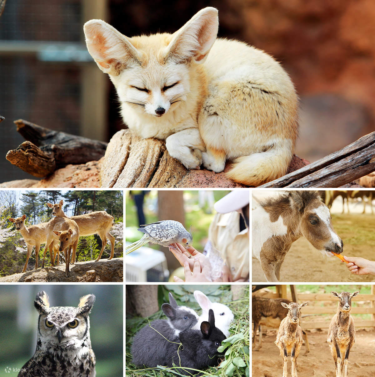 NamiInsel, AlpakaWeide und der Garten der Klook