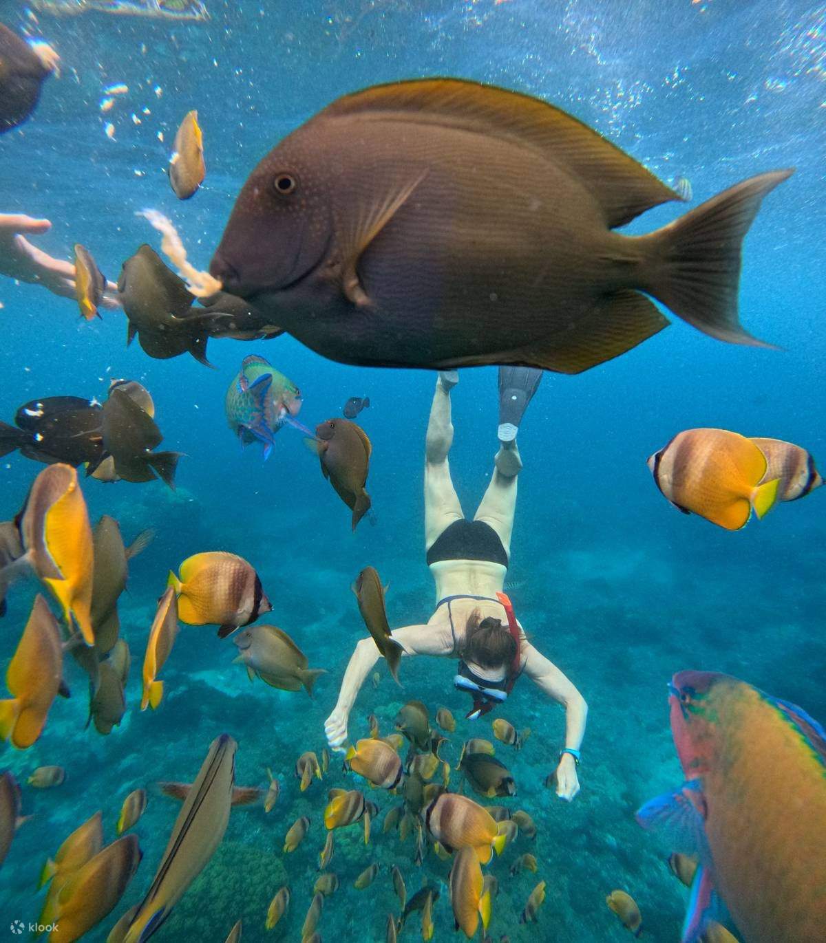 Esnórquel en Manta Point y tour por Nusa Penida Occidental