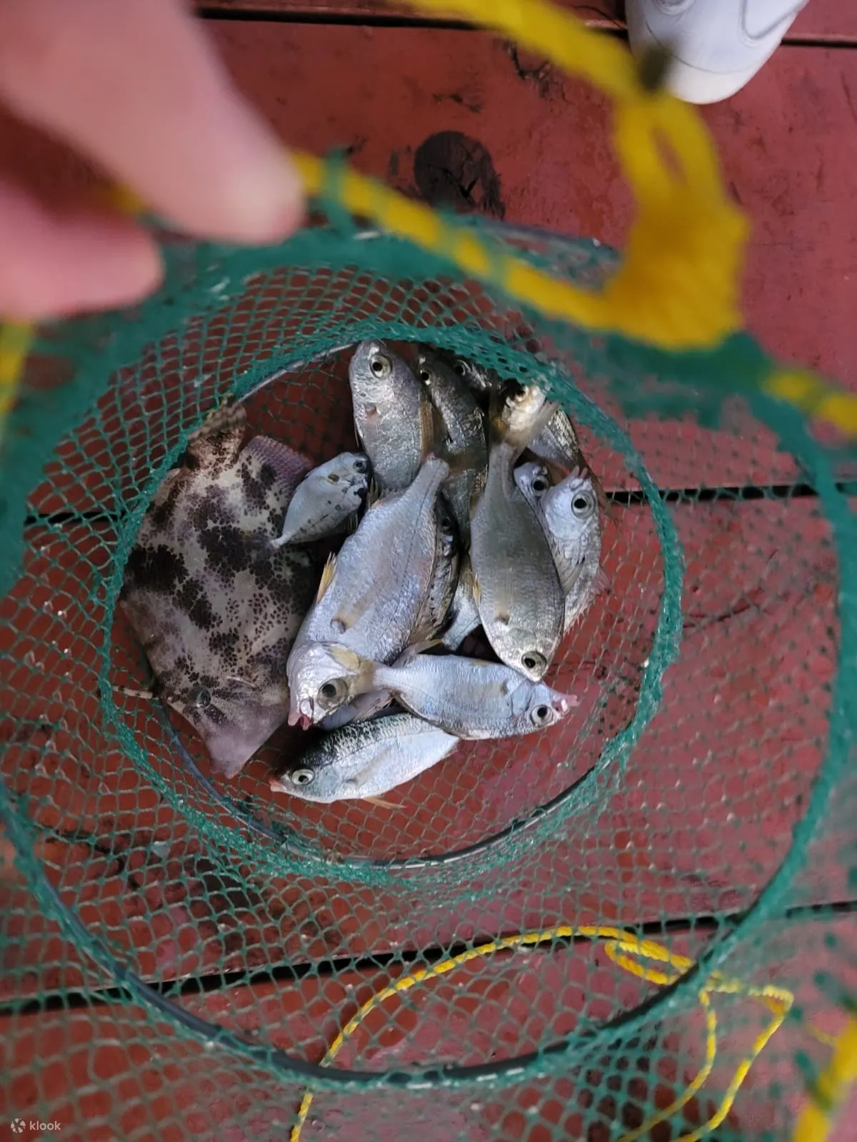 大埔马粪洲海岸地质公园之旅 + 海钓体验 & 享受海上游轮滑梯、游泳池、独木舟