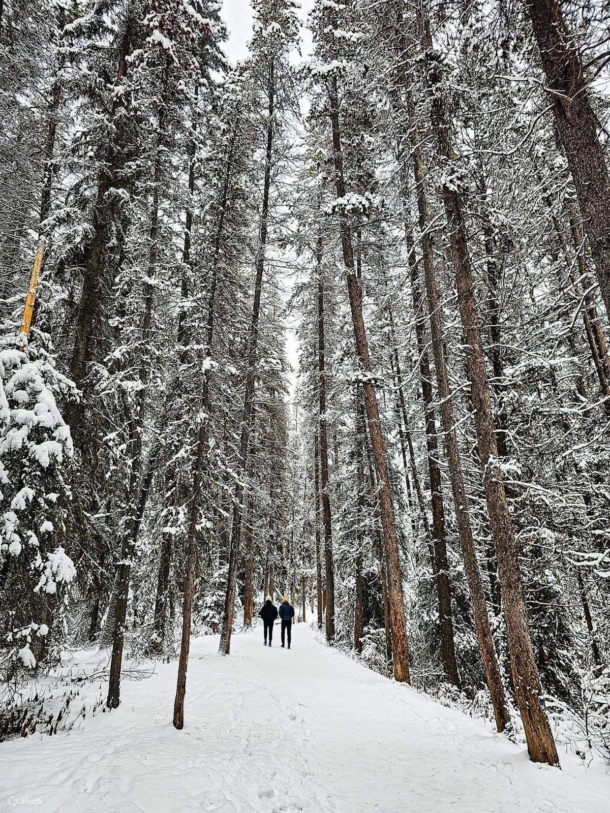 Wintertour Banff Stadt, Lake Louise und Johnston Canyon Icewalk - Klook ...