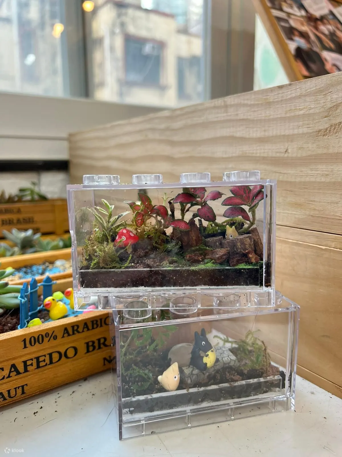 手作班房 - 微景观植物生态工作坊 Mini Terrarium Workshop｜铜锣湾