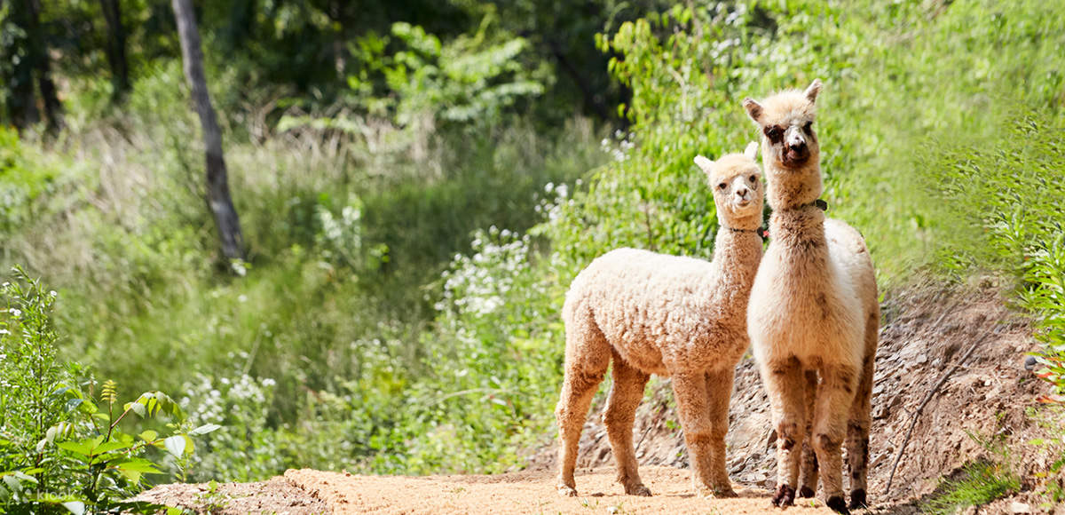 nami island alpaca world tour