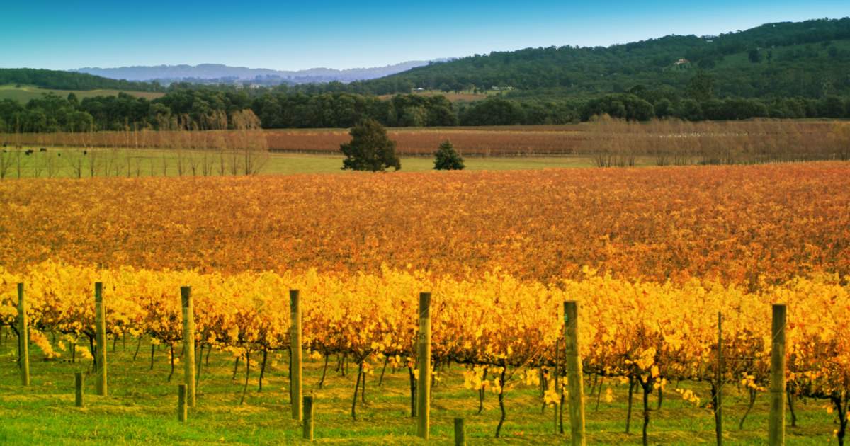Book Yarra Valley Gourmet Tour Melbourne Online
