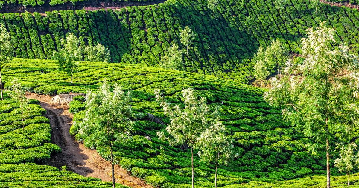munnar, kerala