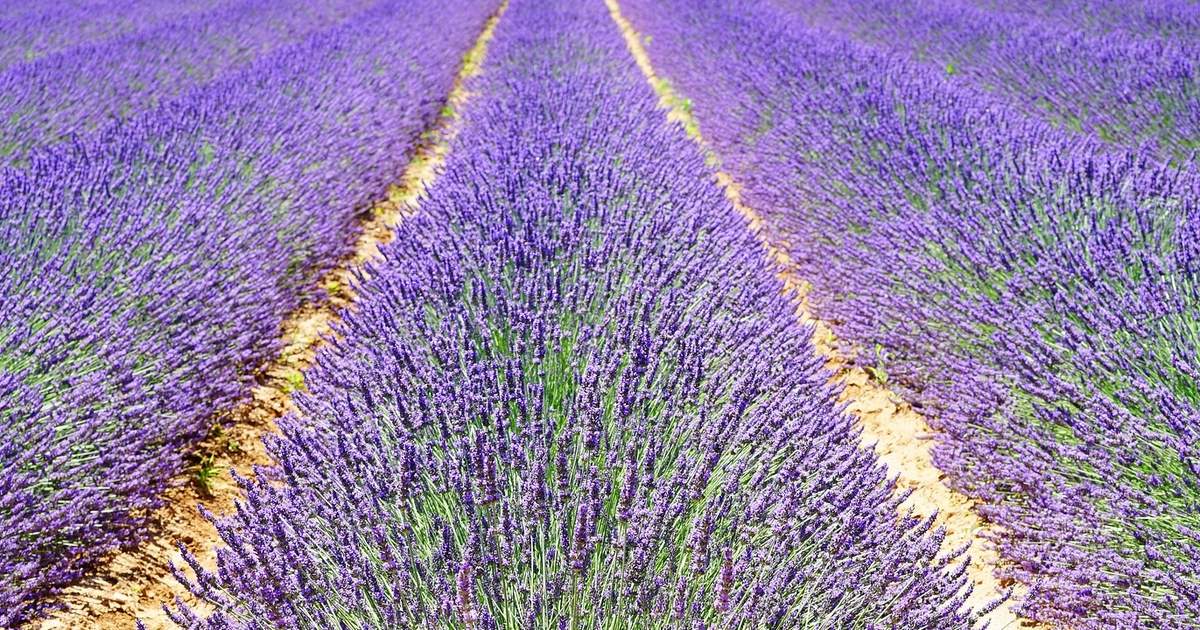 Aix En Provence And Valensole Lavender Full Day Tour From Marseille France Klook Singapore