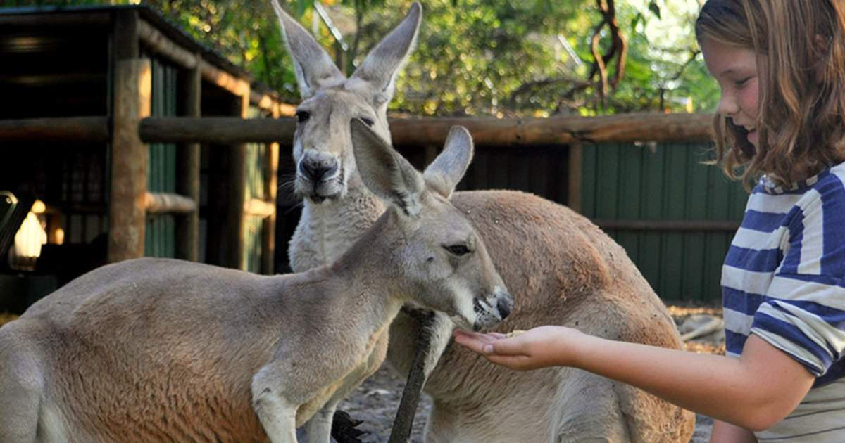 Western Safari Perth Attractions Combo Ticket Klook Us