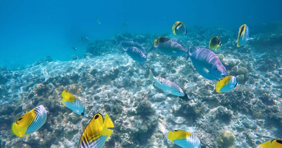 慶良間 渡嘉敷島 海水浴 シュノーケリング 日帰りツアーの予約 阿波連 とかしくビーチ Klook クルック 慶良間 渡嘉敷島 海水浴 シュノーケリング 日帰りツアーの予約 阿波連 とかしくビーチ Klook クルック