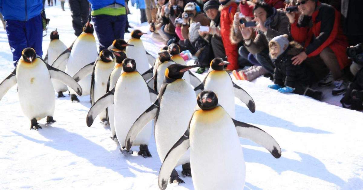book hokkaido day tour to asahiyama zoo shirogane blue pond more from sapporo