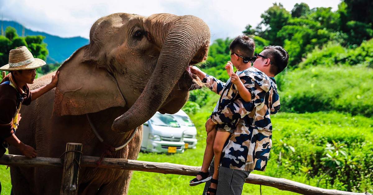 Maesa Elephant Camp Half Day Tour In Chiang Mai Thailand Klook Us