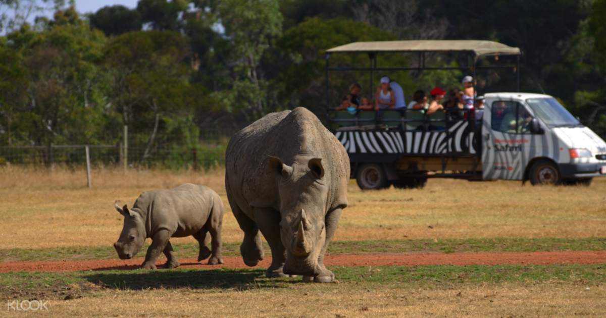 Off Road Safari at Werribee Open Range Zoo - Klook