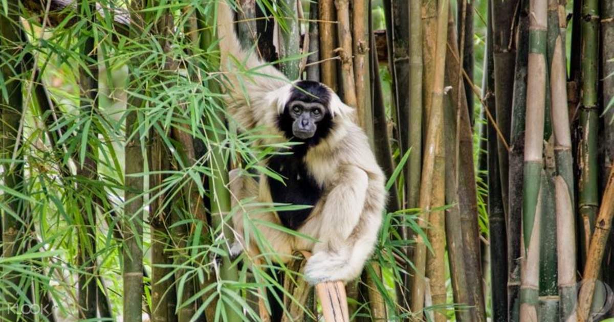 カオキアオ動物園 チケットの予約 Klook クルック Klook クルック