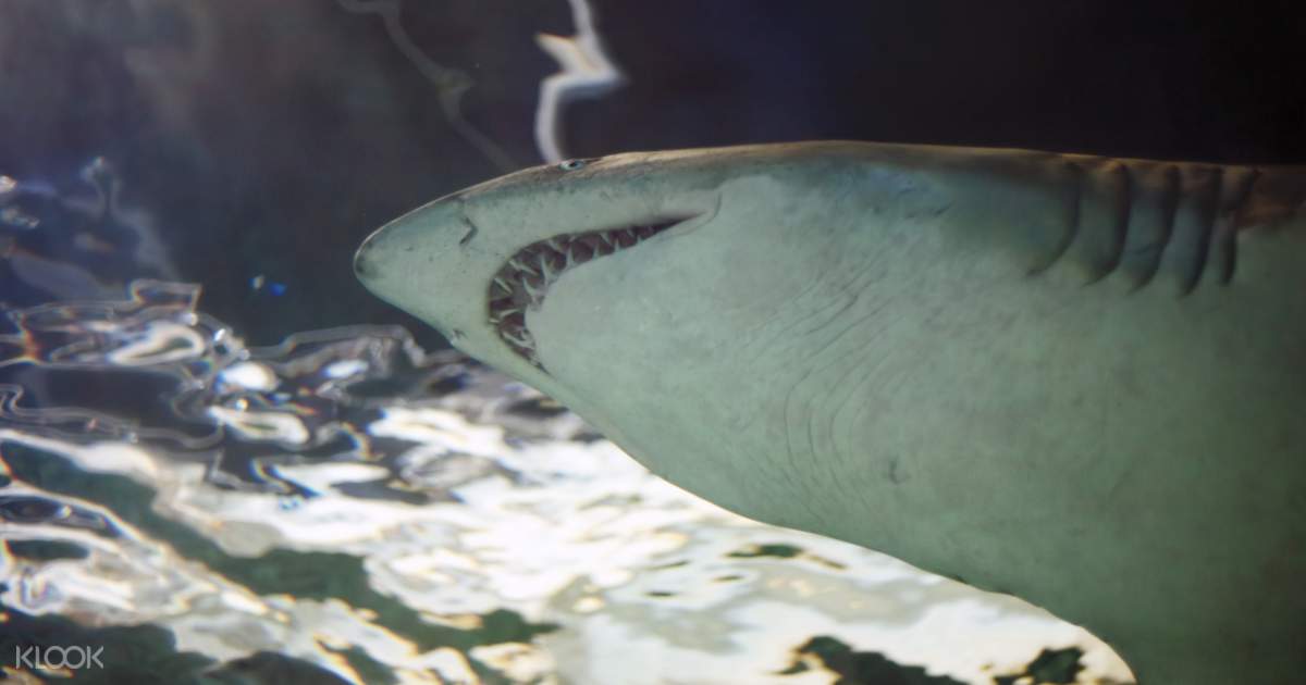 Sydney Sea Life Aquarium Discount Entry (Bar Code Direct