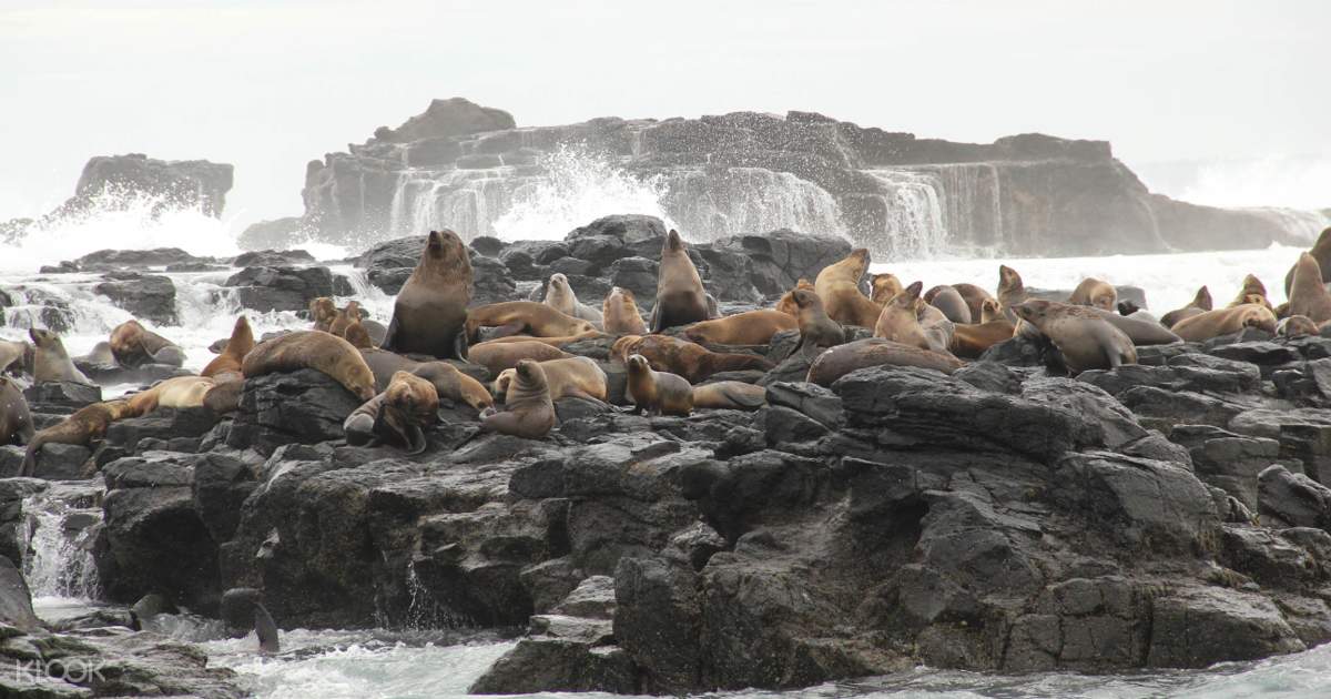Wisata Ekspres EcoBoat menuju Seal Rocks & The Nobbies- Klook