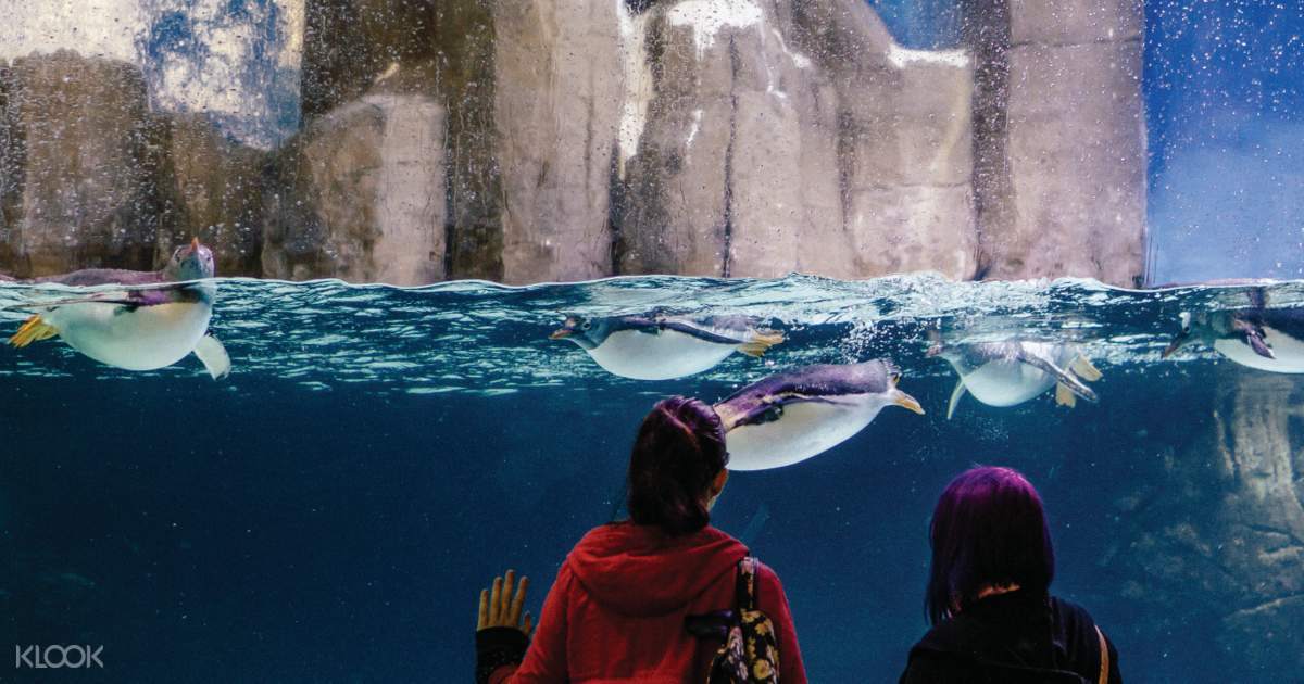 Melbourne Sea Life Aquarium Discount Tickets - Klook