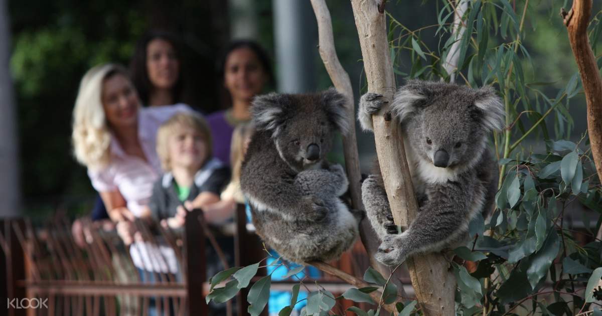 Melbourne zoo discount coupons