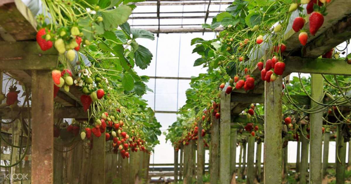 카메론 하일랜즈 일일 투어