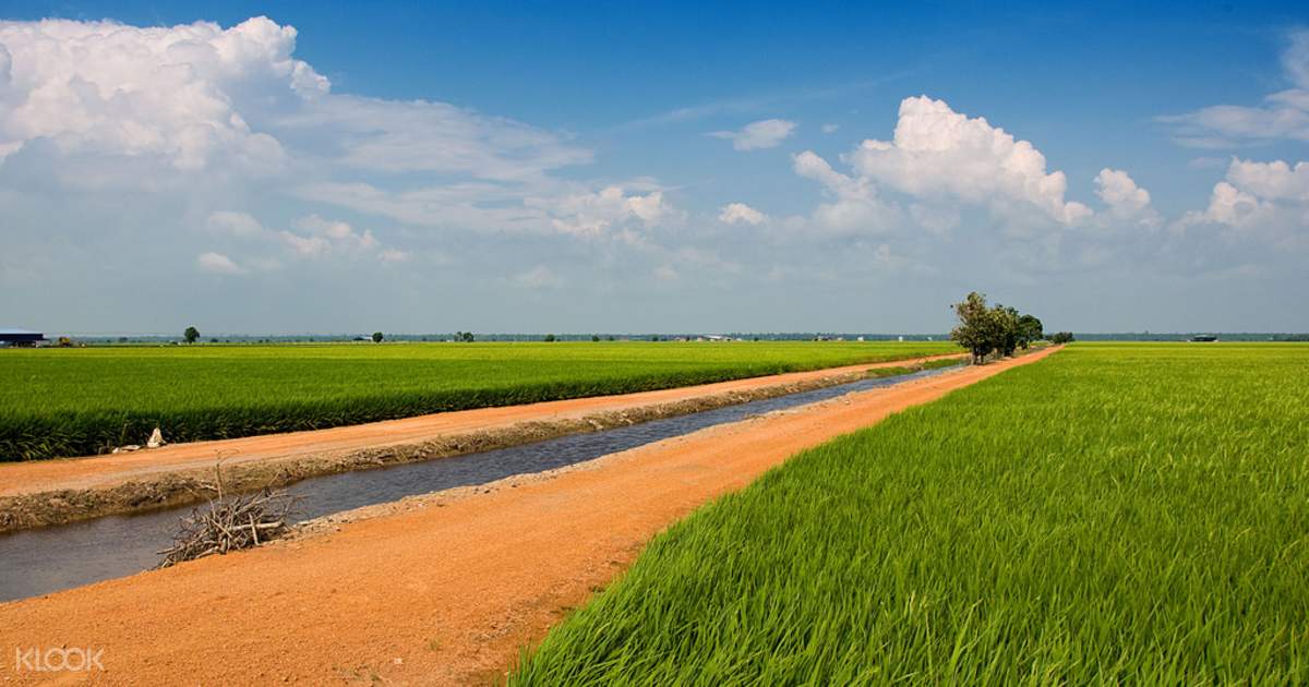 Sky Mirror Sekinchan Paddy Field Tour From Kuala Lumpur Malaysia Klook Malaysia