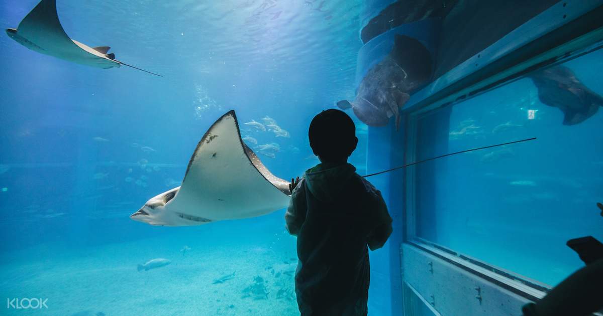 Osaka Aquarium Kaiyukan Ticket