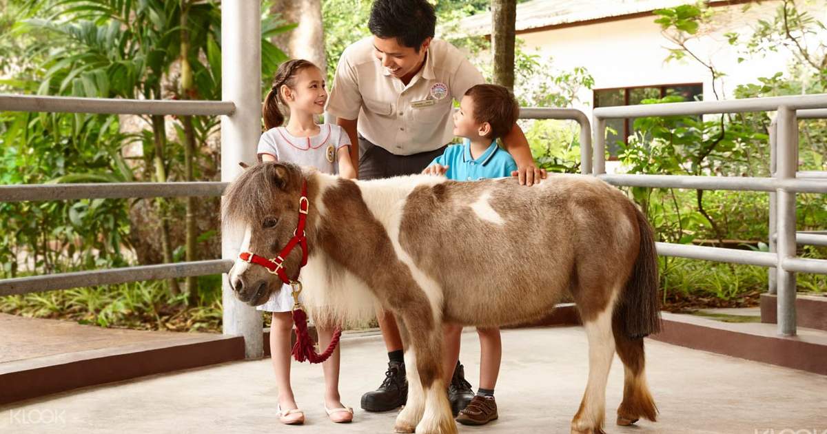 Buy Singapore Zoo Tickets Online World Famous Open Concept Zoo