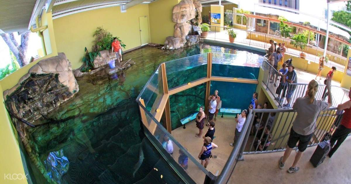 crocosaurus cove discount