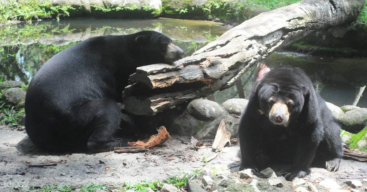 Melaka Zoo Night Safari Admission Ticket In Melaka Malaysia
