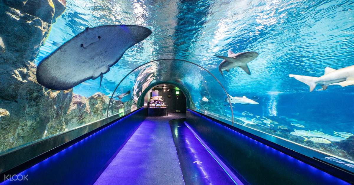 Coex Aquarium Admission Ticket - Seoul, Korea - Klook 