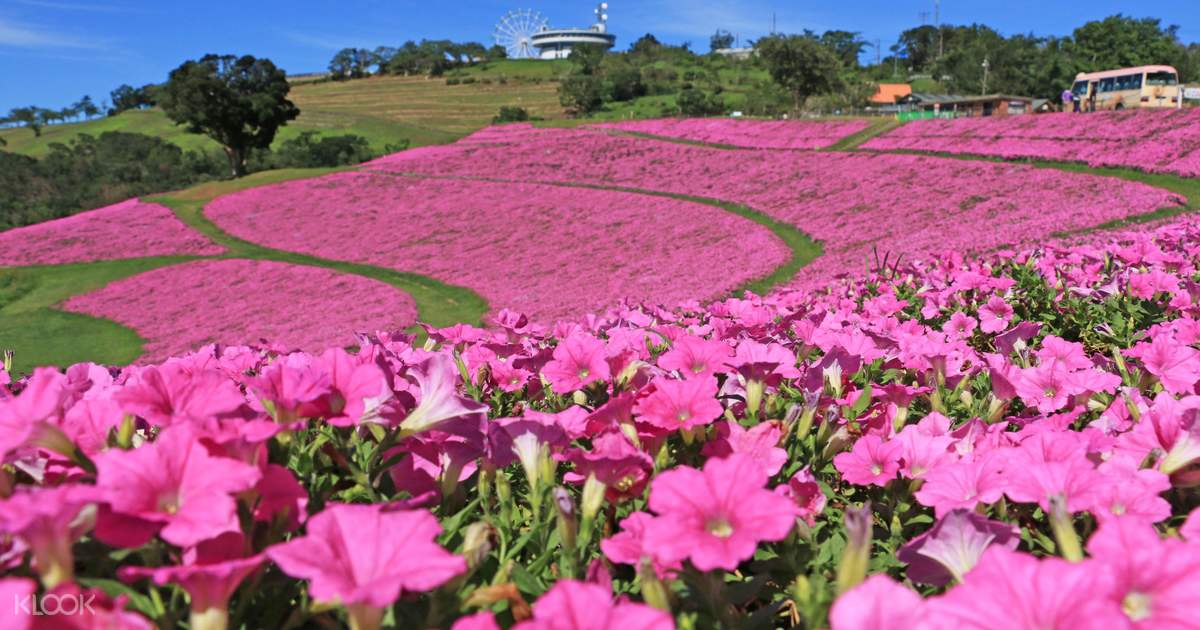Up To 10 Off Chiba Mother Farm Ticket Tokyo Japan Klook Singapore