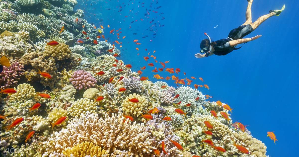 Snorkelling Camel Safari At Blue Hole From Sharm El Sheikh Klook Us
