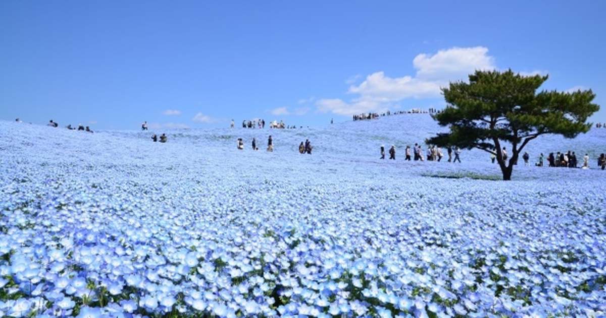 Ashikaga Flower Park And Hitachi Seaside Park Flower Viewing Day Tour From Tokyo With All You Can Eat Strawberries