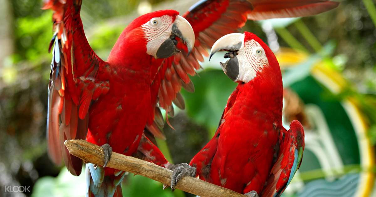 Tiket Masuk A Famosa Safari Wonderland Di Melaka Malaysia