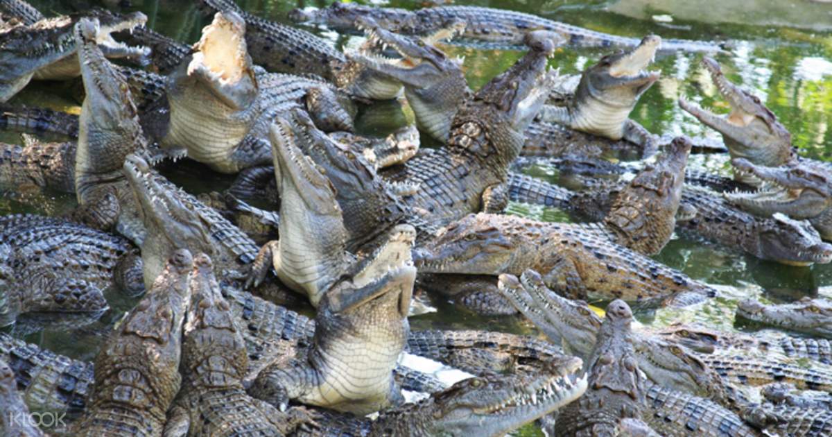 Tiket Masuk Zoobic Safari Di Subic Dari Manila Filipina