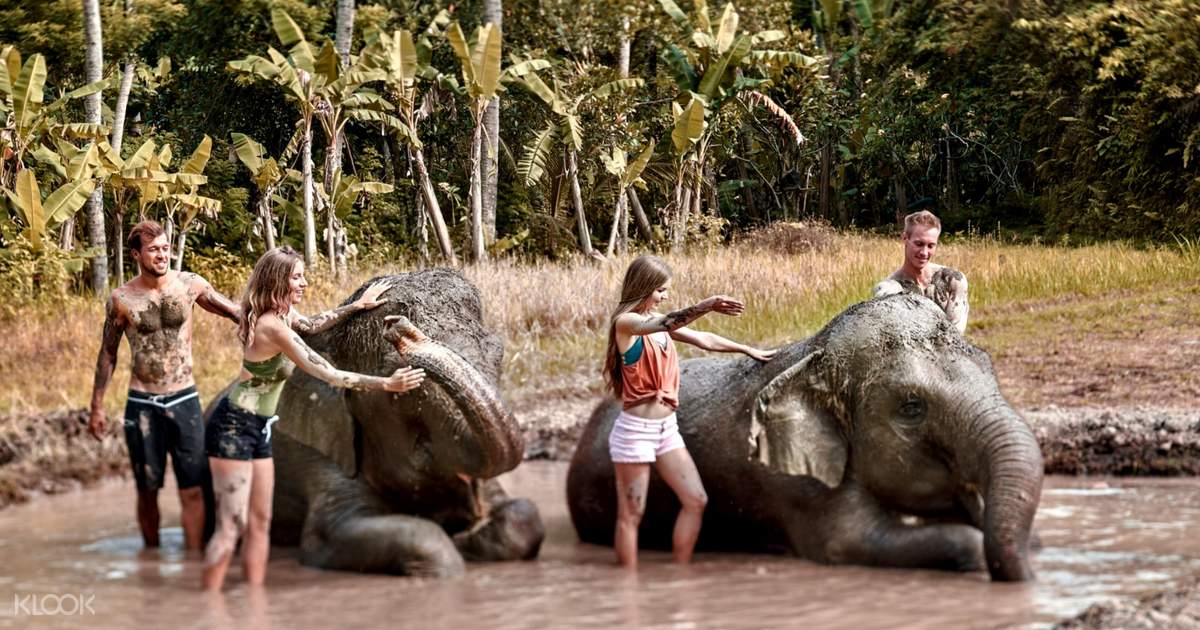 Elephant Mud Fun Experience In Bali Indonesia Klook Us