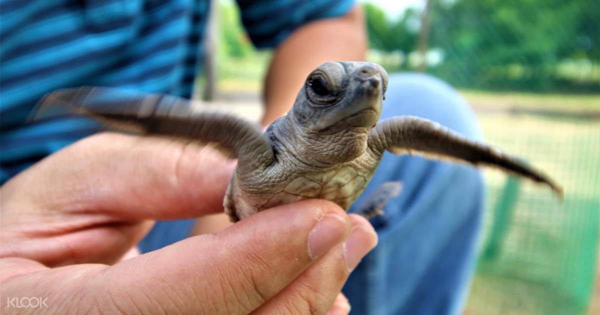 2d1n Walai Penyu Turtle Sanctuary And Glamping Island Hopping Tour Klook Us