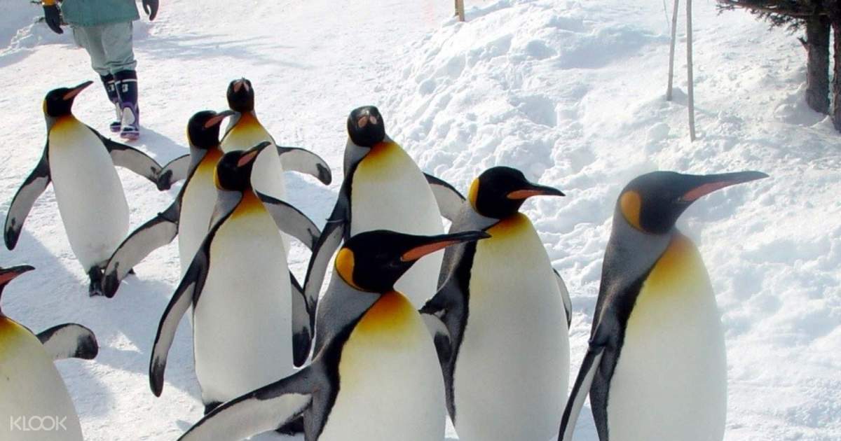 Asahiyama Zoo Winter Day Tour With Round Trip From Sapporo
