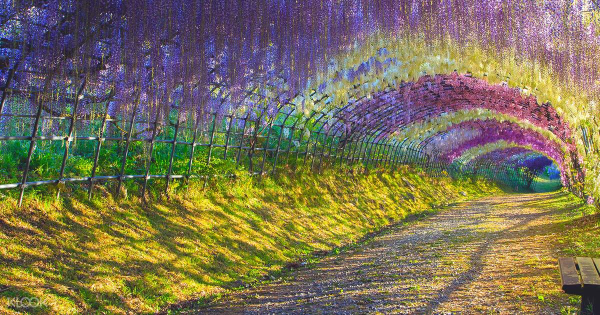 Flower Viewing Day Trip from Tokyo 2017