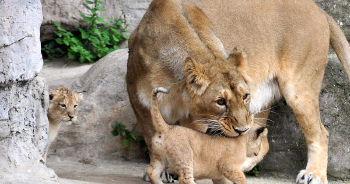 1 Day Bioparco Zoological Garden Ticket In Rome Direct Entry