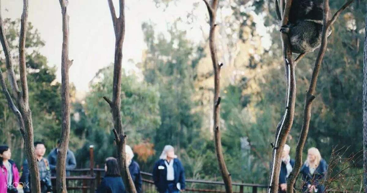 Melbourne zoo discount coupons