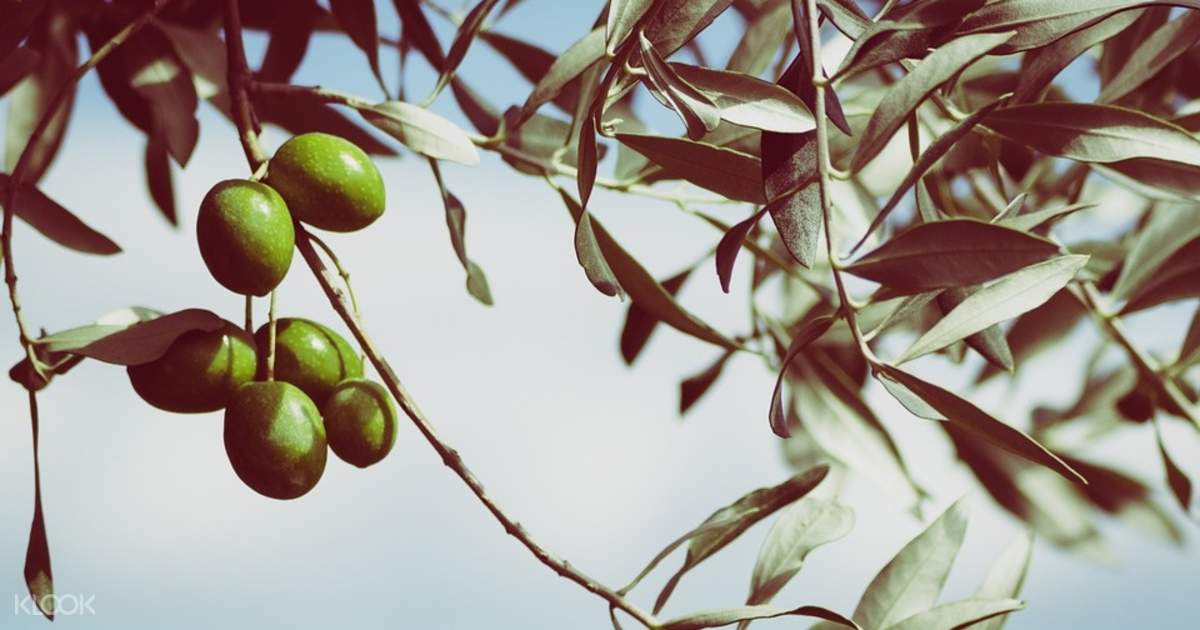 Olive Harvesting In Provence Klook Philippines