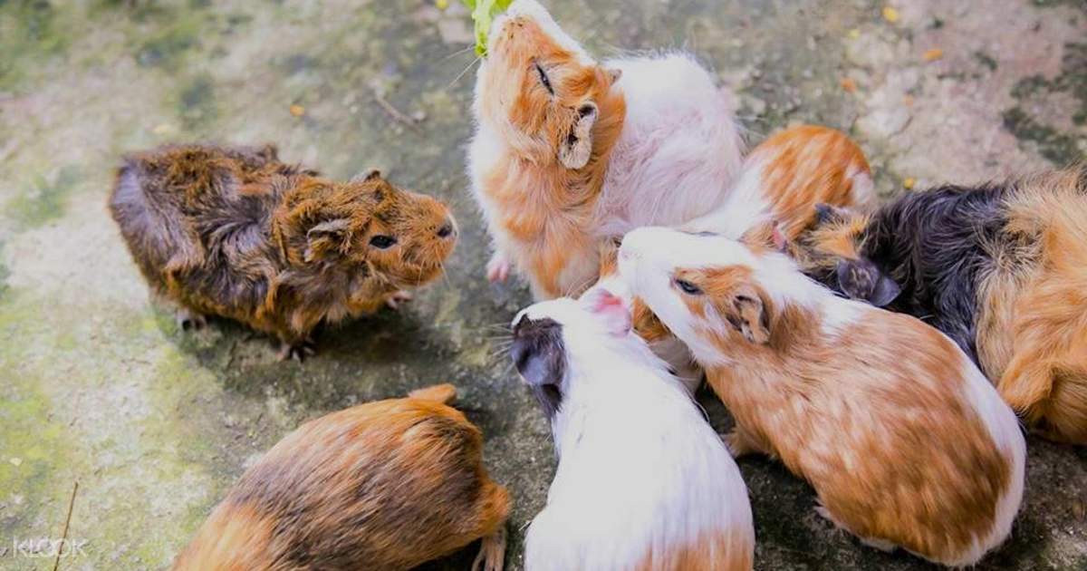 Kl Tower Mini Zoo Discount Ticket In Kuala Lumpur Malaysia Klook Malaysia