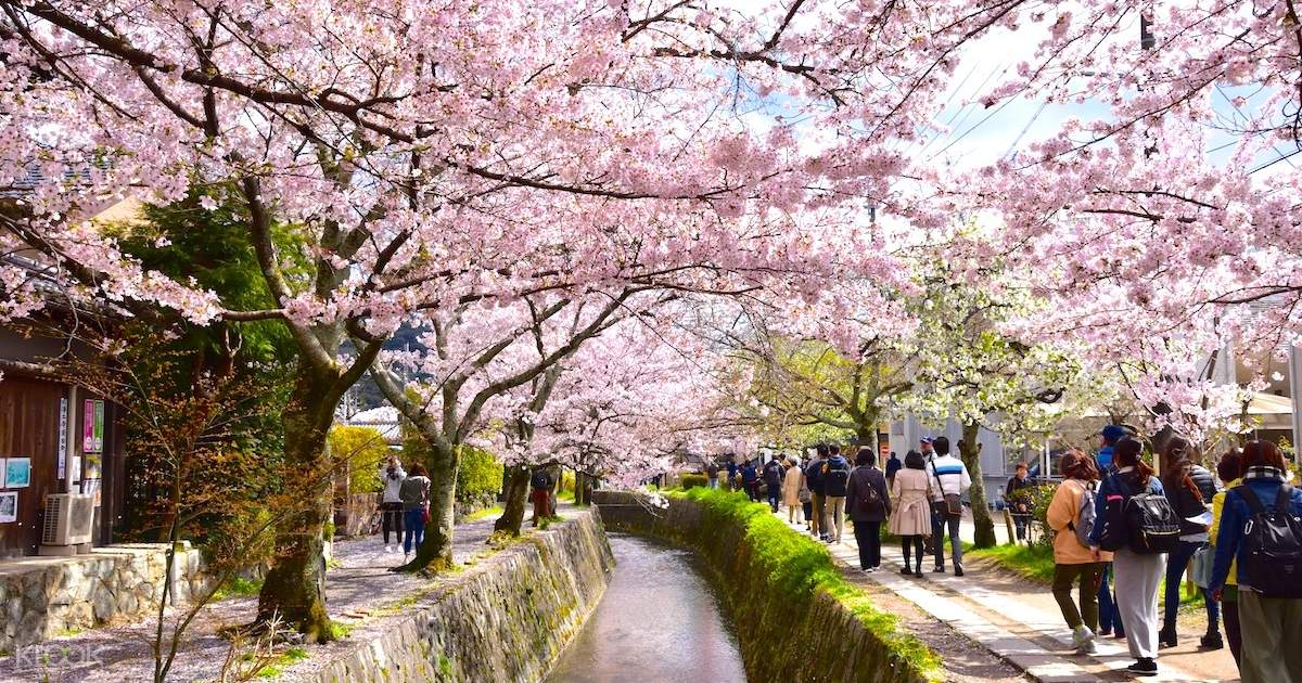 花见京都春季赏樱一日游 大阪出发 Klook客路中国 花见京都春季赏樱一日游 大阪出发 Klook客路中国