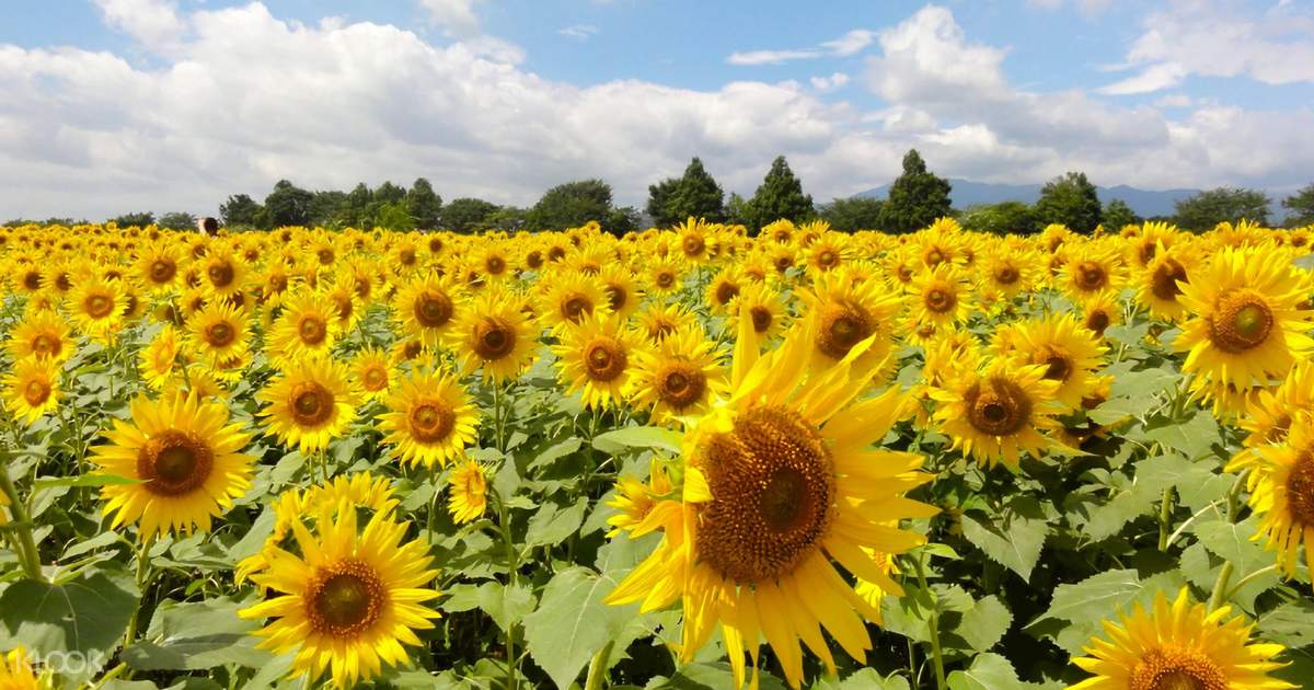 Hakodateyama Lily Garden Obama Sunflower Field And Shirahige Shrine Tour With Lunch