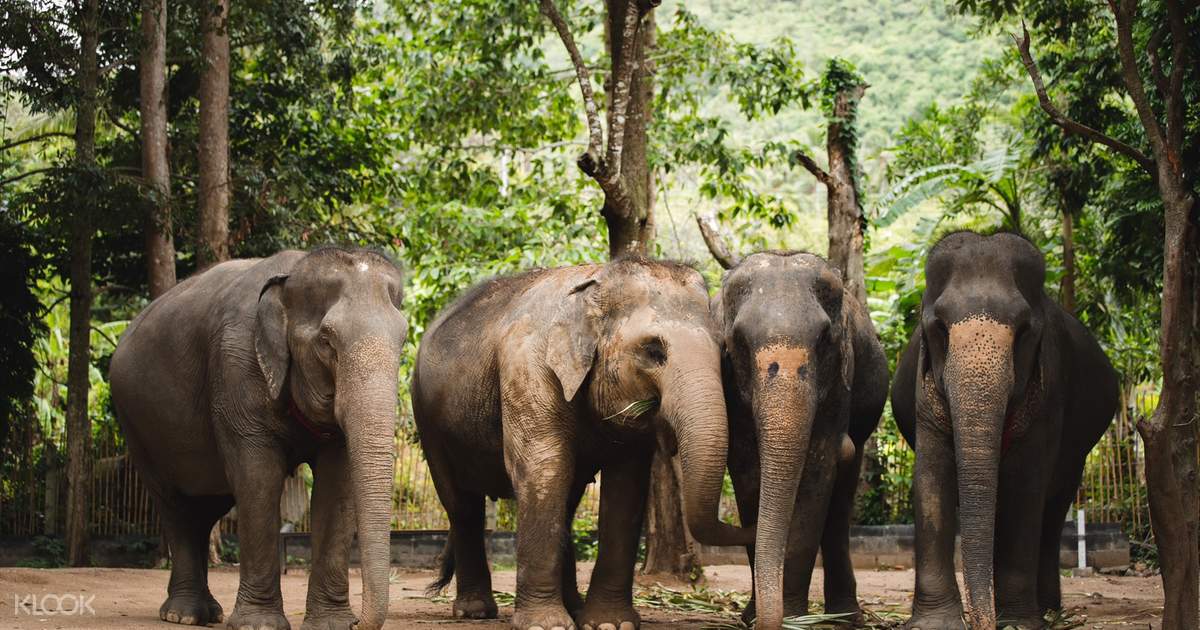 Elephant Jungle Sanctuary Experience In Koh Samui Images, Photos, Reviews