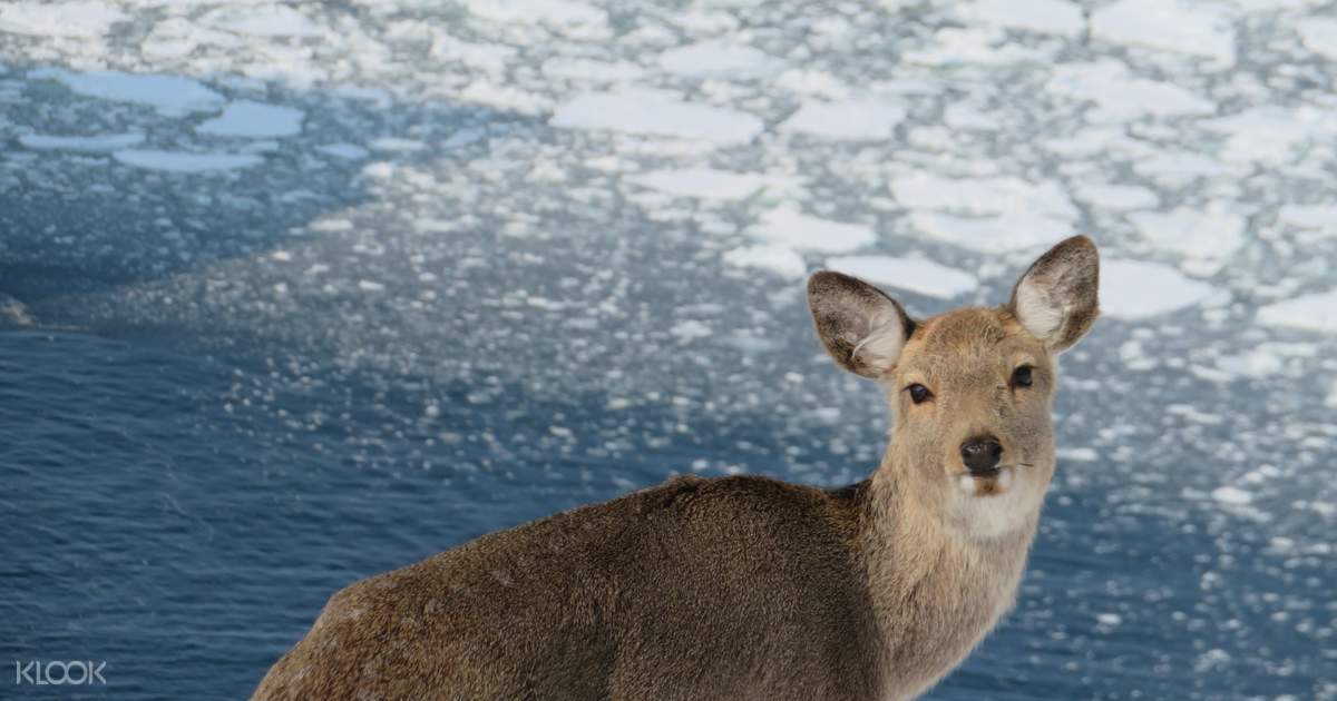 知床林中小路雪地鞋步行 野生動物出沒 Klook客路台灣