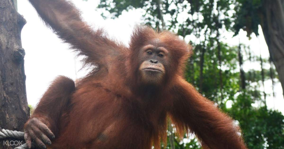 Tiket Kebun Binatang Pematang Siantar