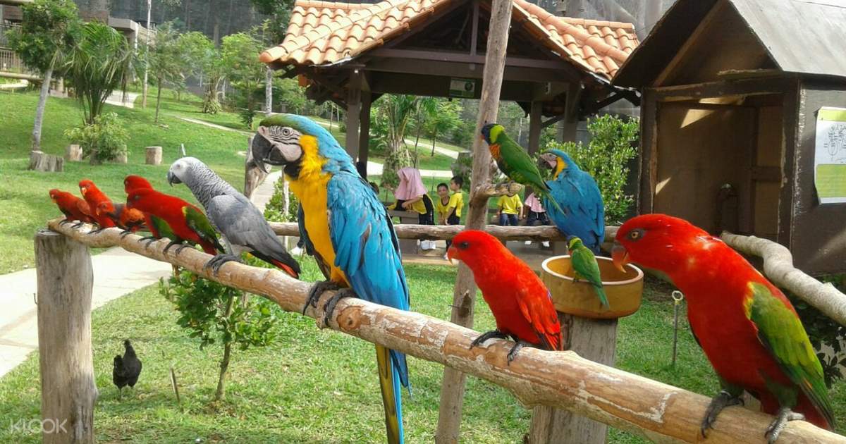 Melaka Bird Park Ticket In Kuala Lumpur Malaysia Klook Malaysia