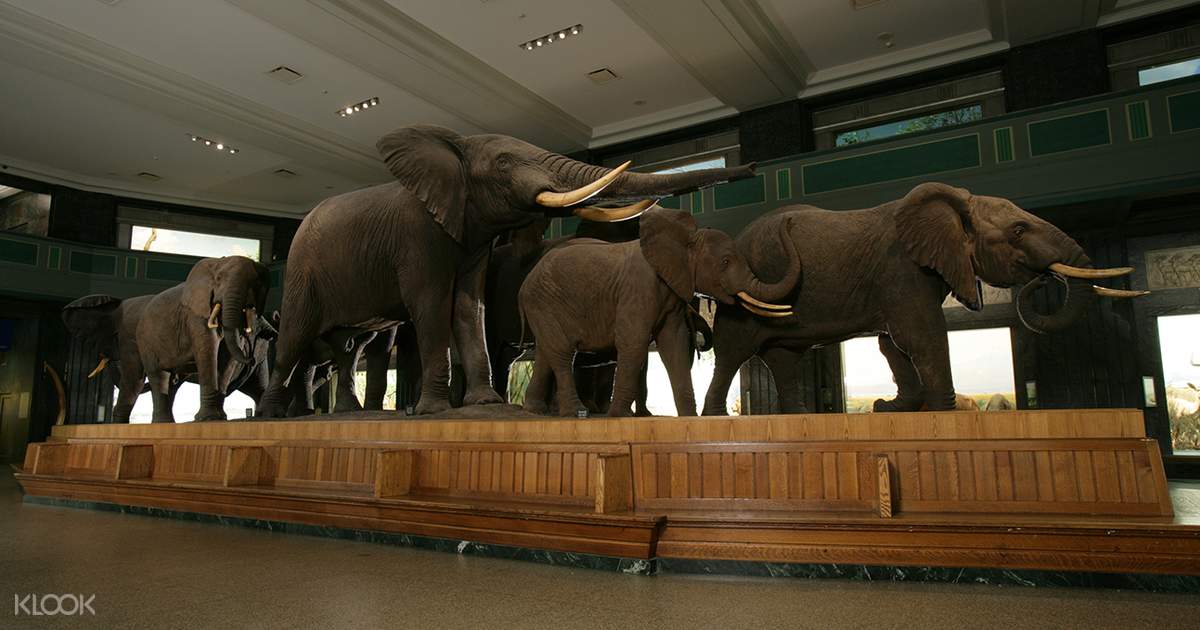 Tiket American Museum of Natural History New York