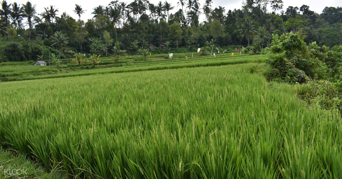 Tukad Unda River Tubing - Klook Australia