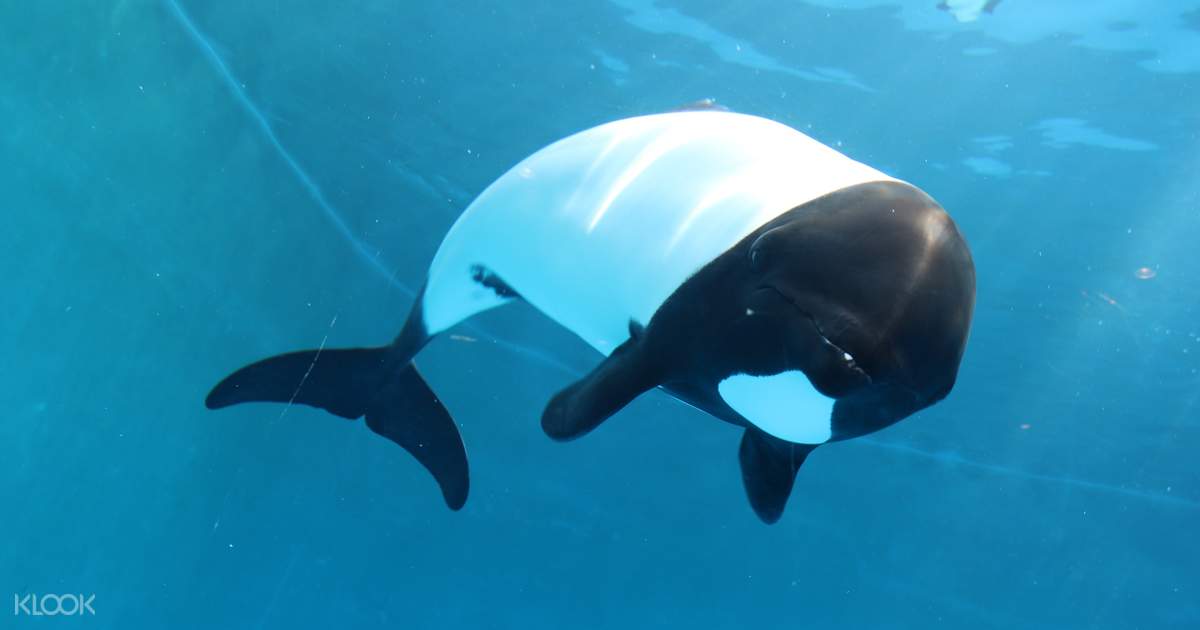 仙台うみの杜水族館 入場チケットの予約 klook クルック