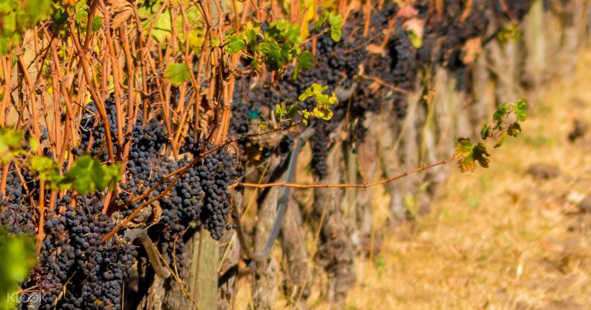 Sonoma And Napa Valley Wine Country Day Tour From San Francisco United States Of America