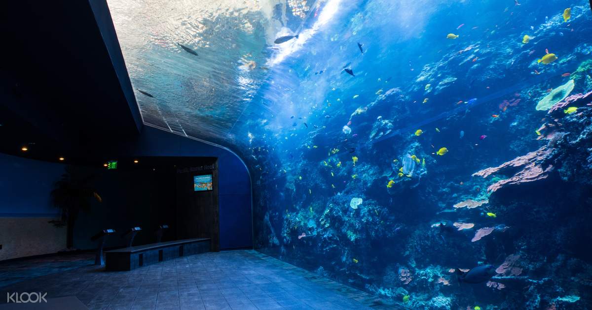 Georgia Aquarium Admission in Atlanta - Georgia%20Aquarium%20ADmission%20Ticket%20in%20Atlanta